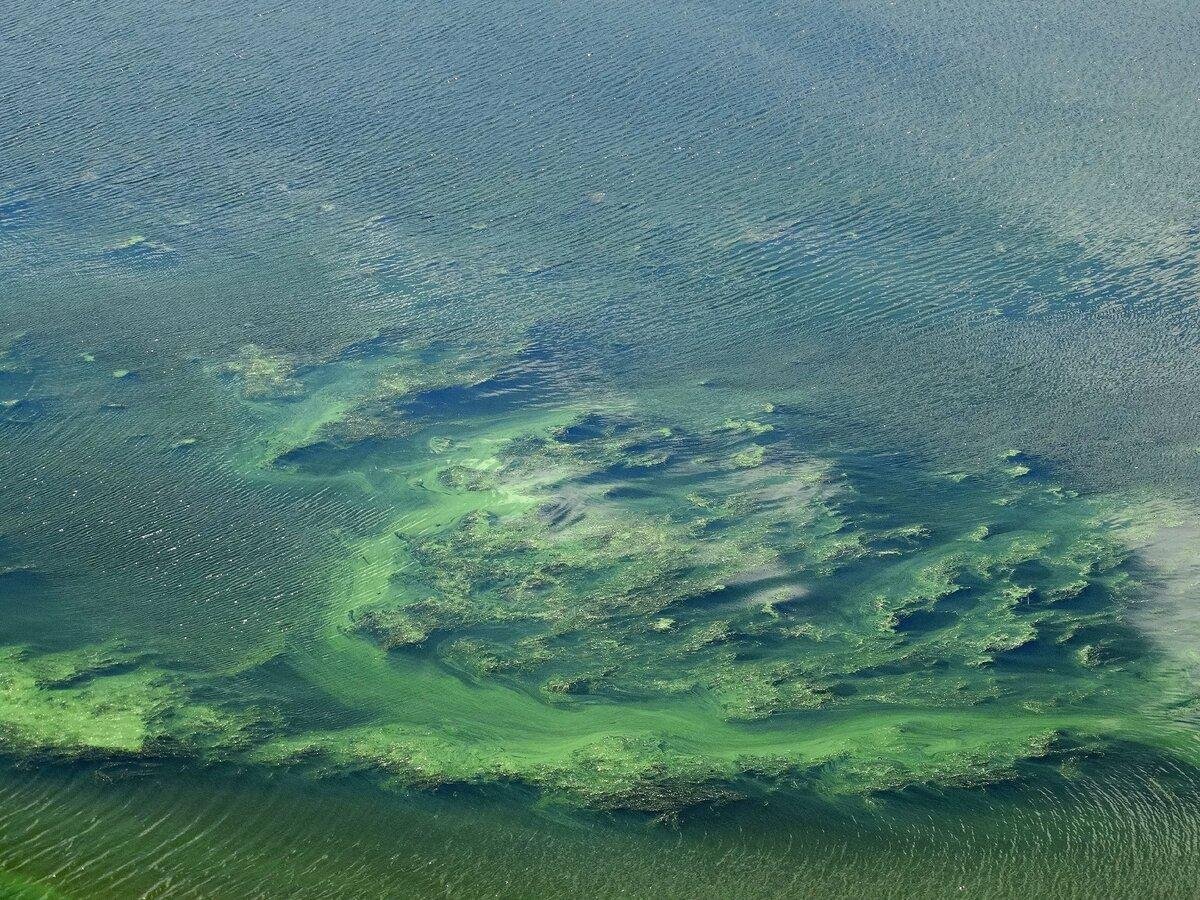 Зеленоватое море
