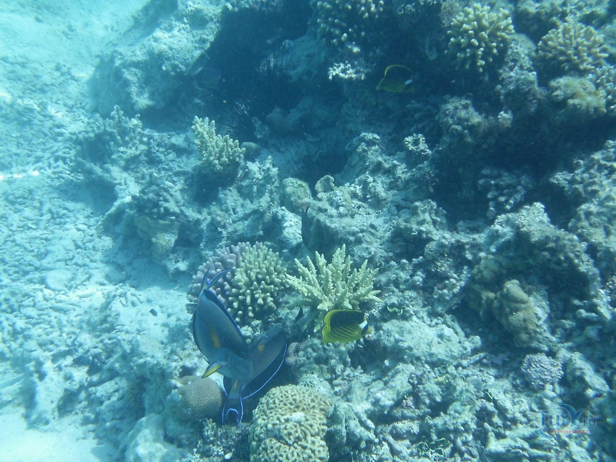 Подводный мир красного море Египет Хургада