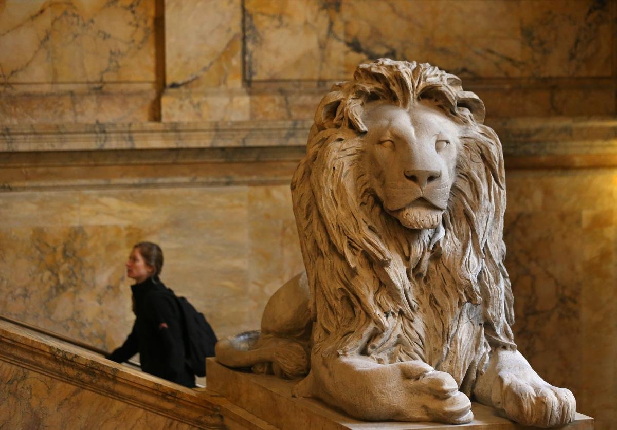 Amateur transplants Lion