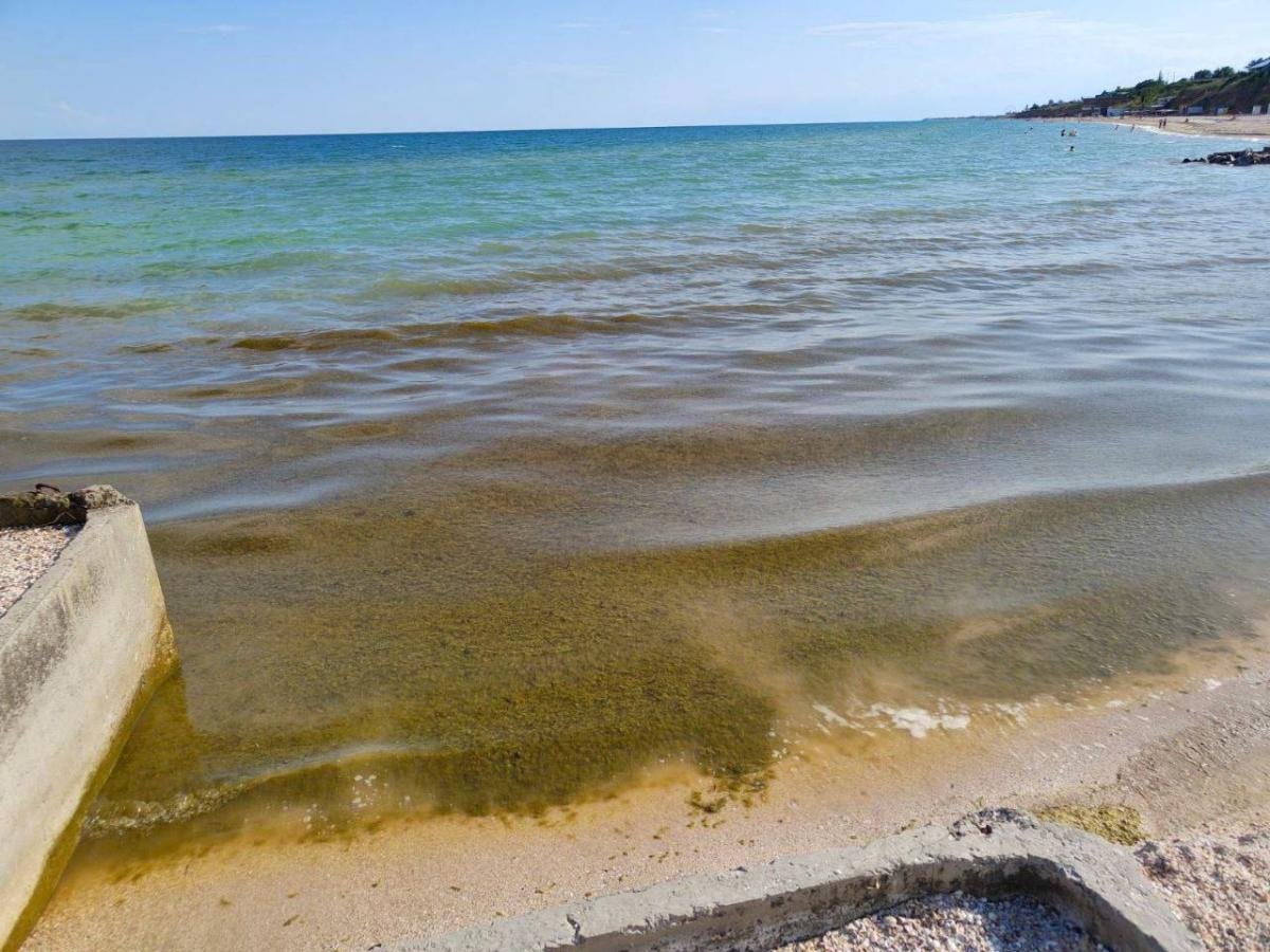 Азовское море цветет