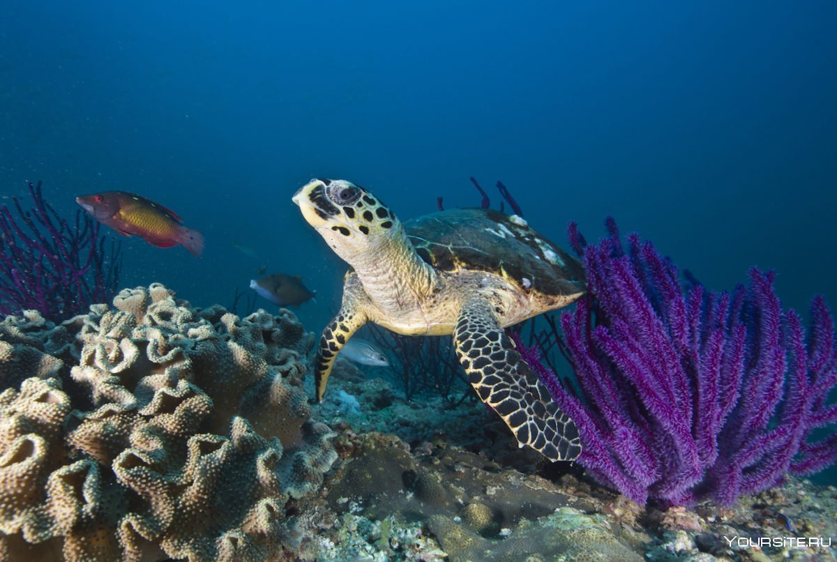 Deep Blue Inn Marsa Alam