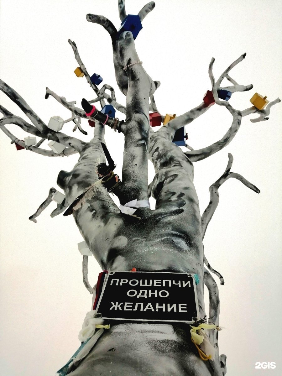 Петрозаводск набережная дерево желаний