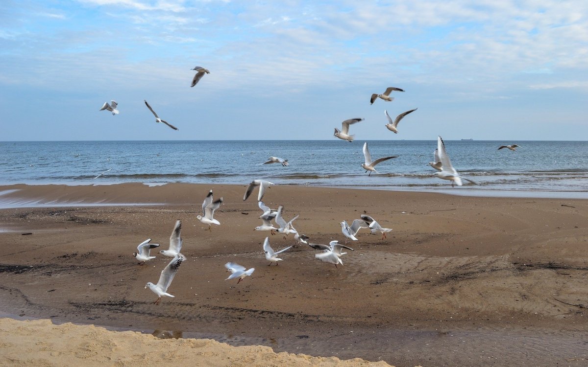 Альбатрос Азовское море