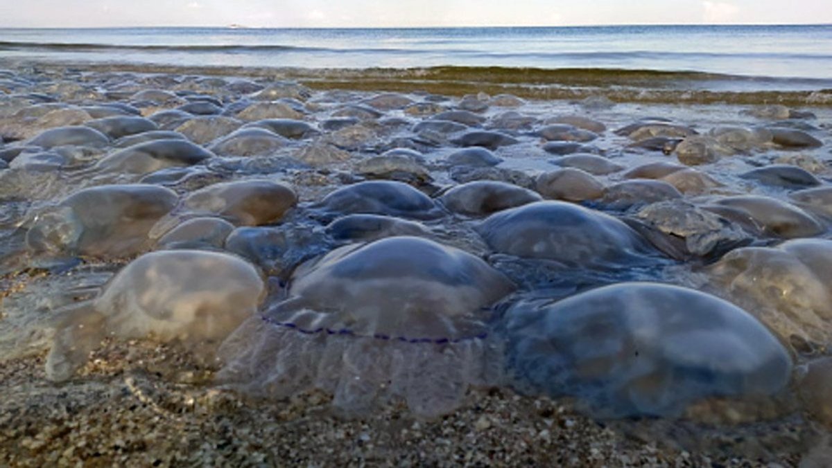 Нашествие медуз в Азовском море 2021