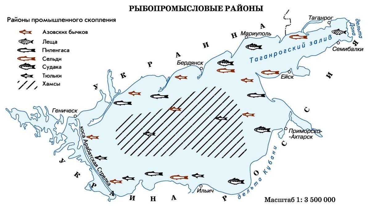 Представители органического мира Азовского моря
