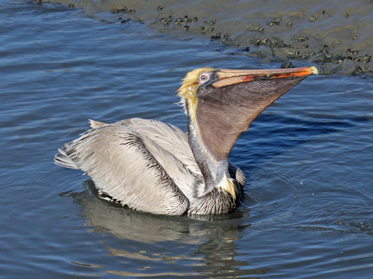 Pelecanus occidentalis