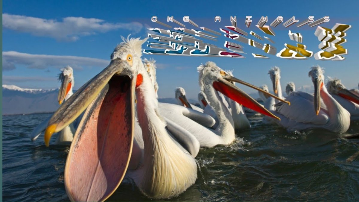 Пеликаны в Краснодарском крае