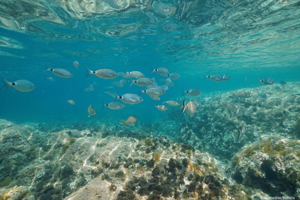 Рыбы Средиземного моря Испания