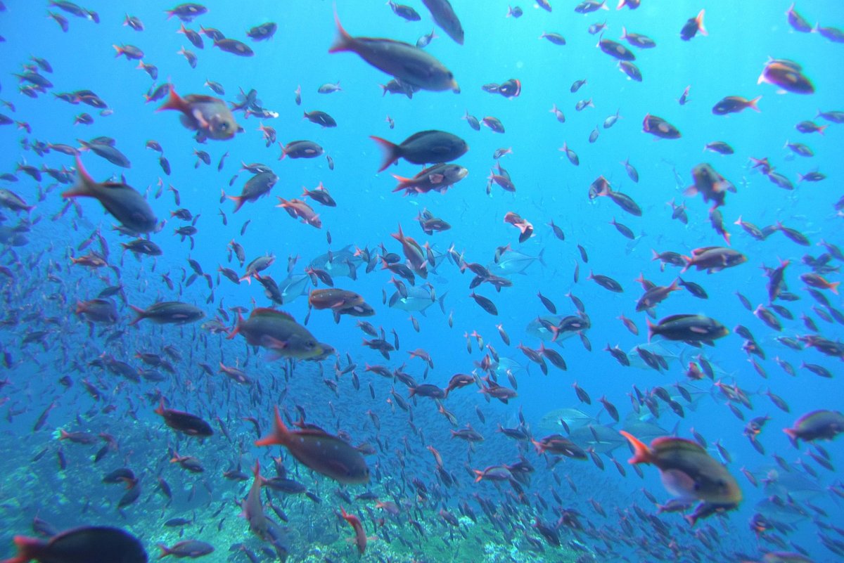 Harmony Shoal