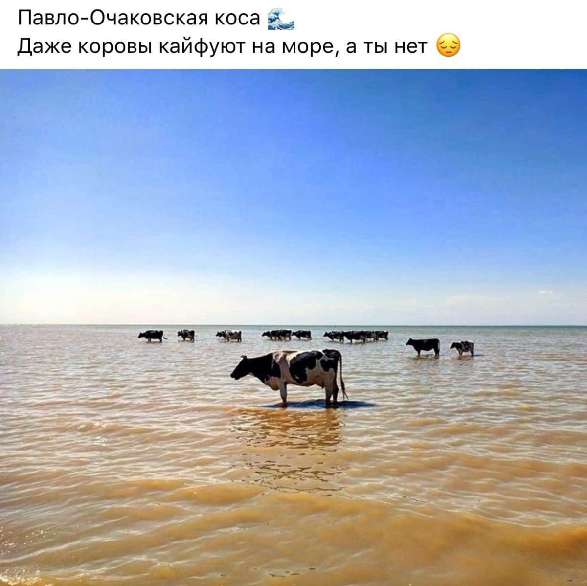 Корова в море