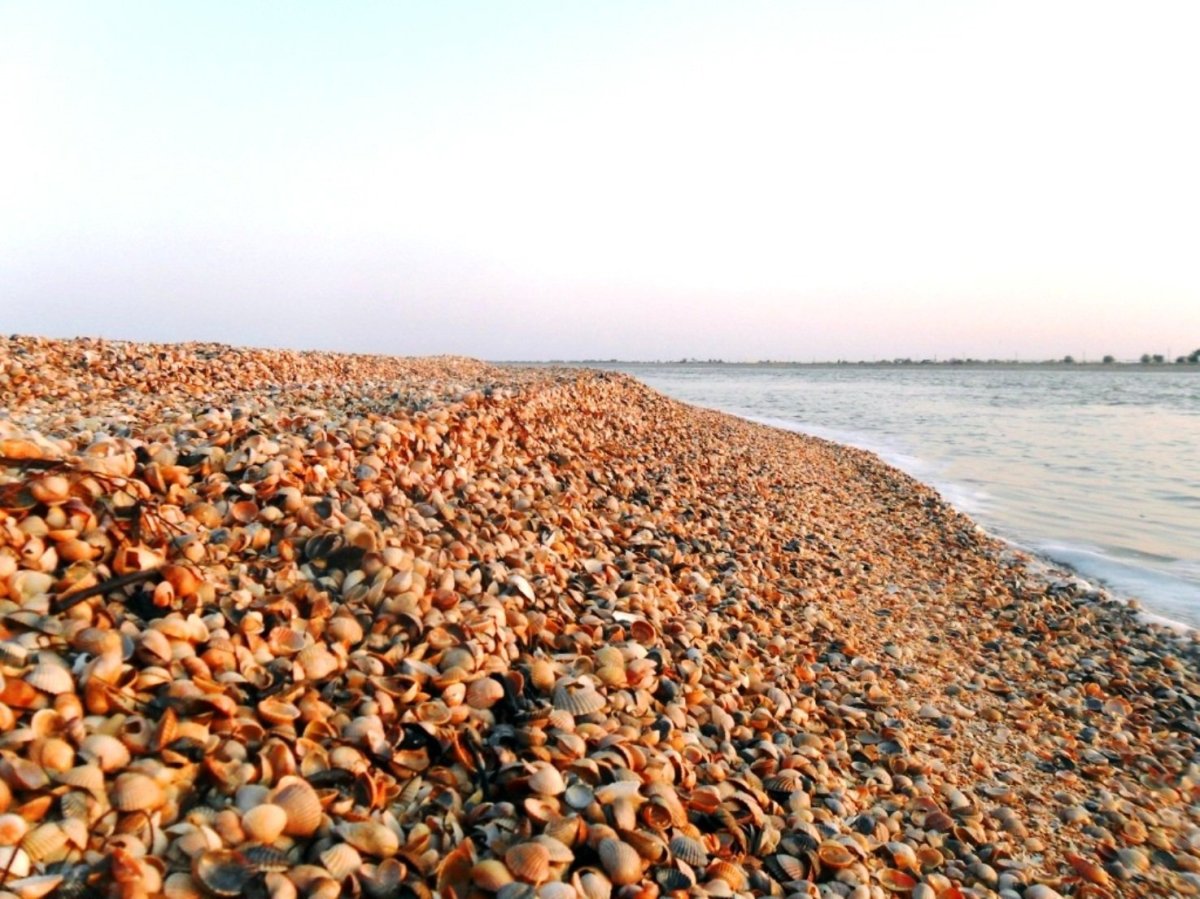 Дионис Азовское море Должанская коса