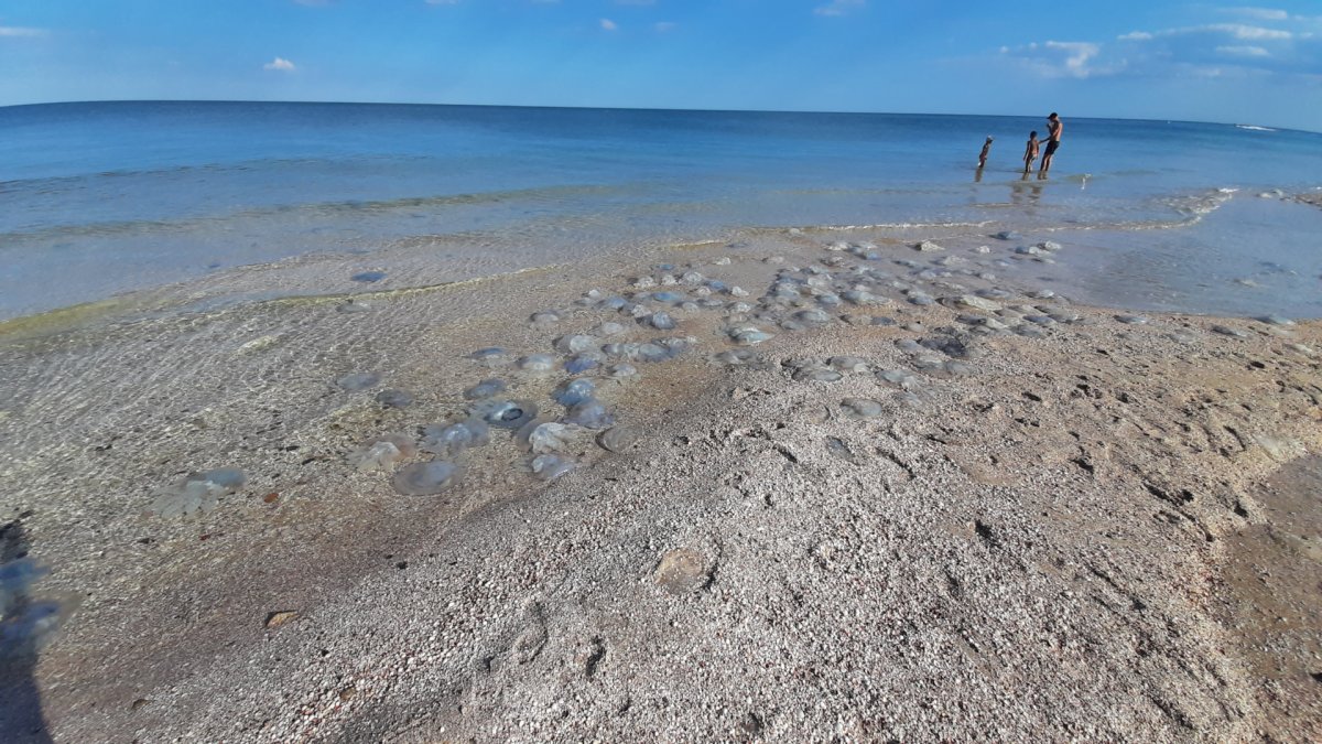 Остров Бирючий на Азовском море