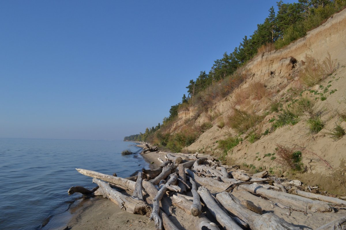 Обское море бревна