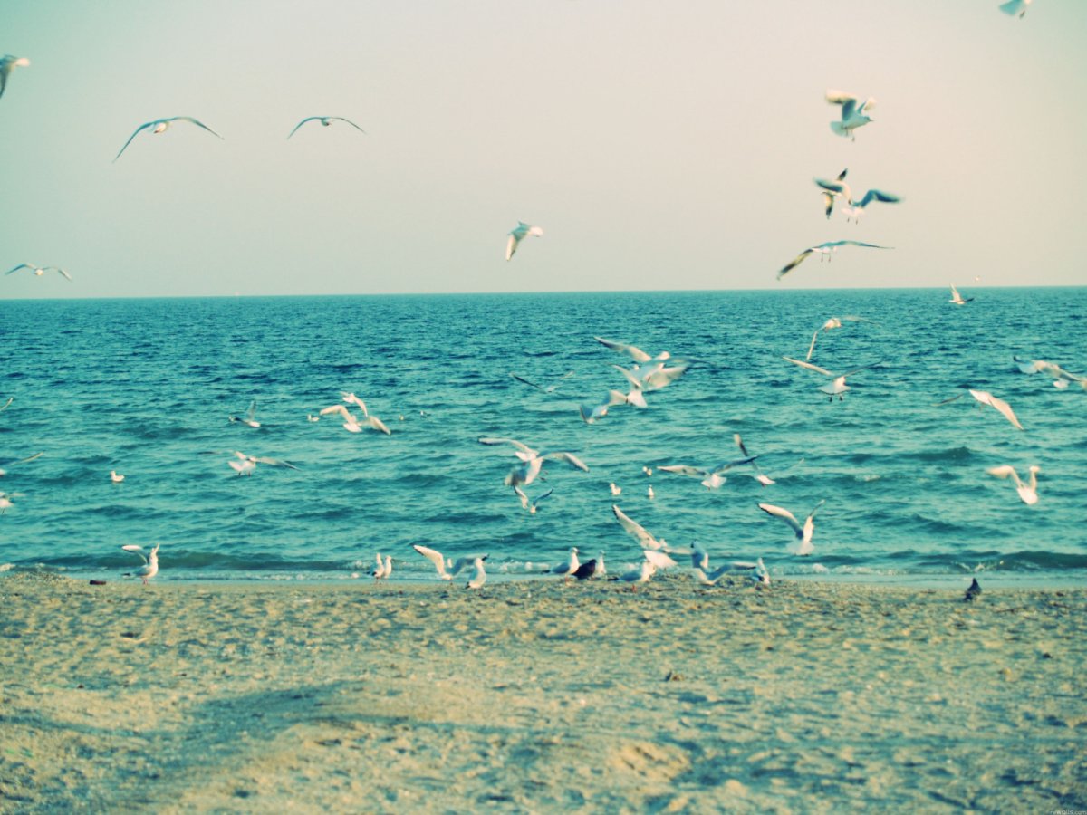Лето море птицы