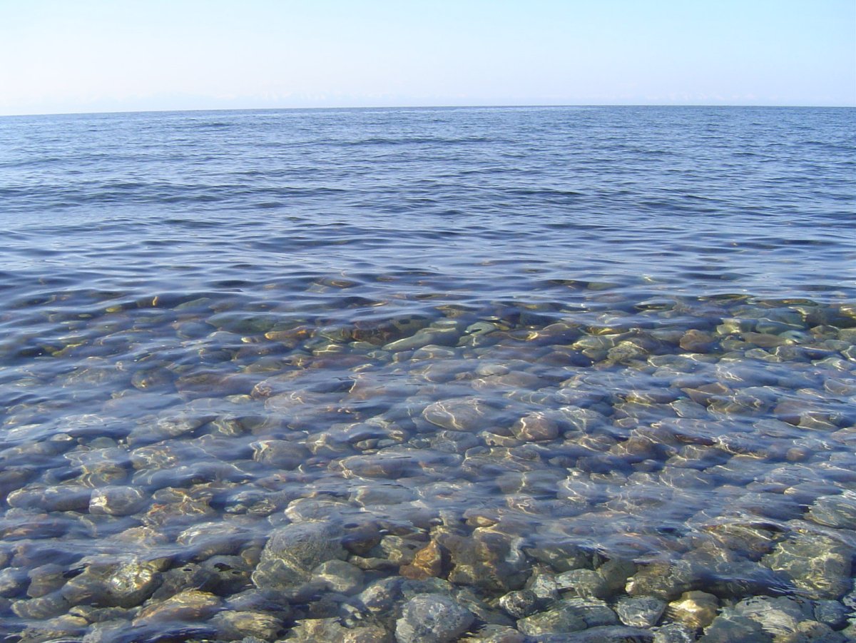 Биологические ресурсы Карского моря