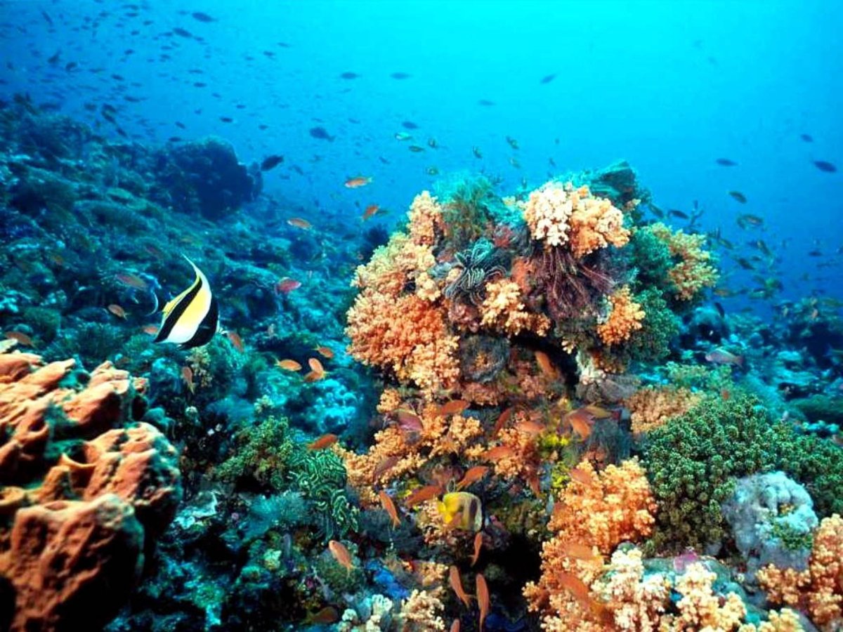 Флора Азовского моря