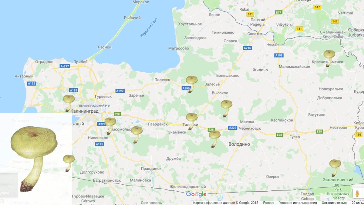 Грибные места в Калининградской области на карте