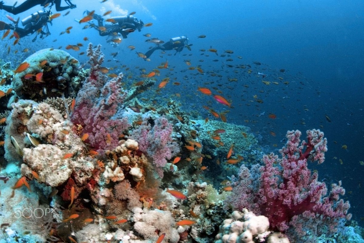 Красное море климат