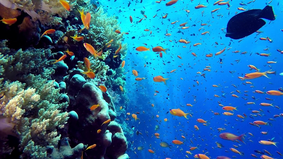 Красное море
