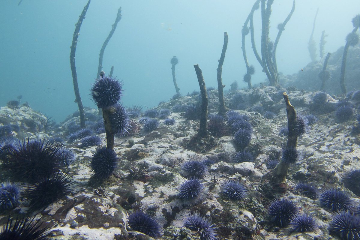 Дальневосточный морской заповедник водоросли ламинария