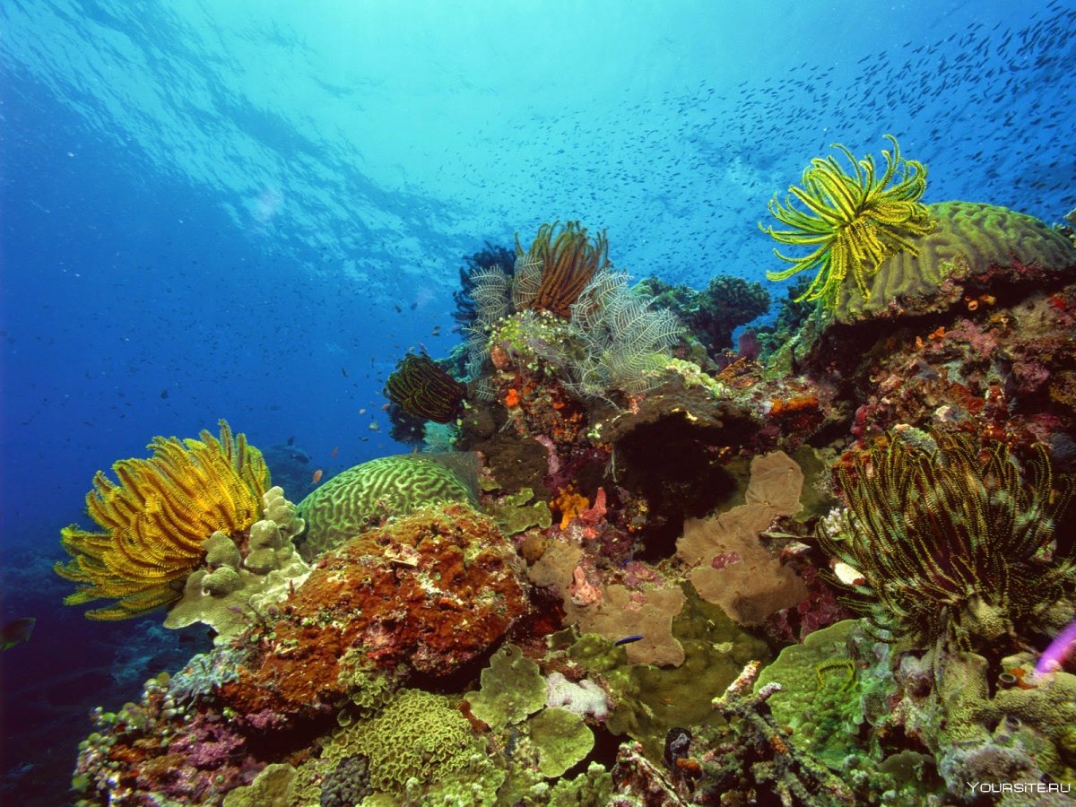 Кораллы Средиземного моря