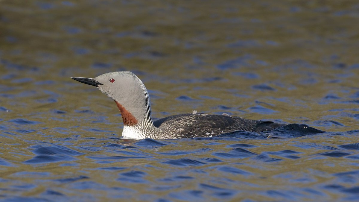 Краснозобая гагара (Gavia stellata)