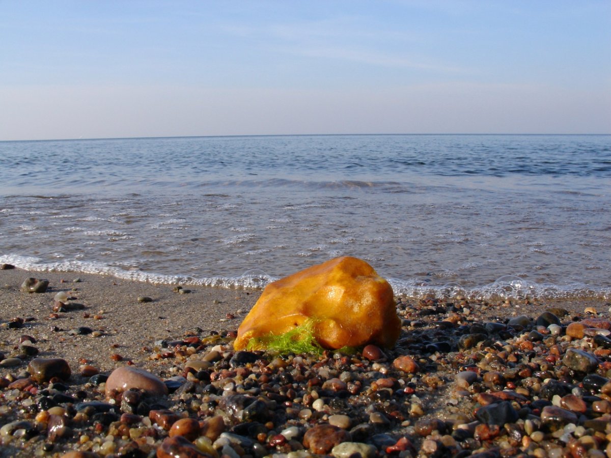 Балтийского моря янтарь янтаря