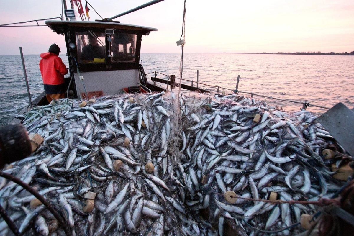 Каспийское море промышленное рыболовство кильки