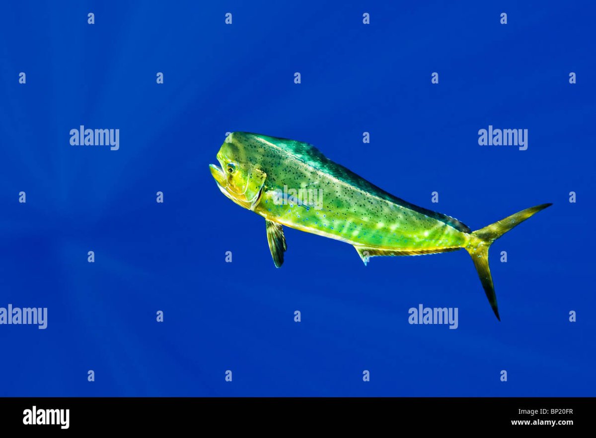 Dorado (Mahi-Mahi) - MFA, ПРФ Coryphaena hippurus