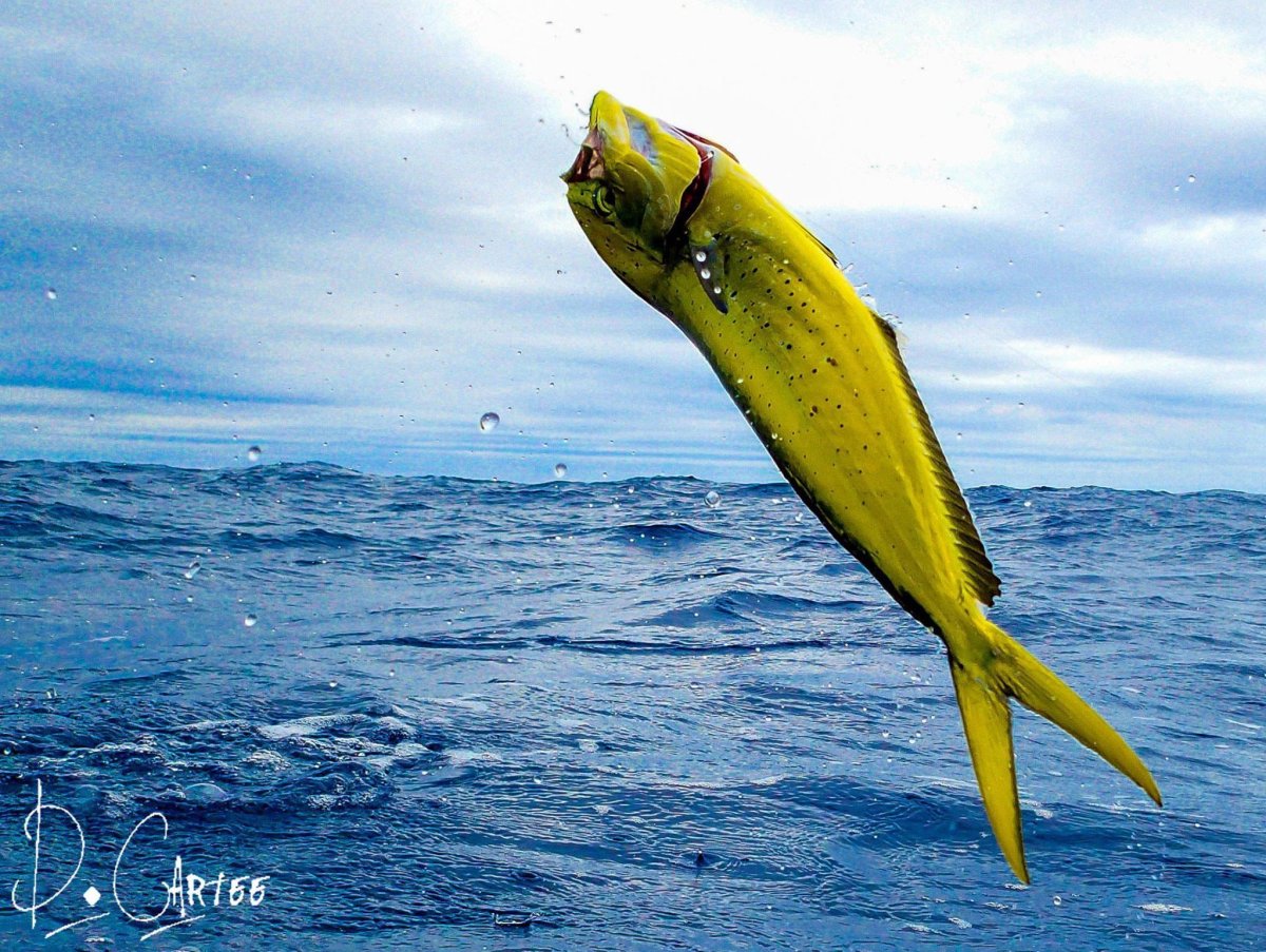Dolphin Fish