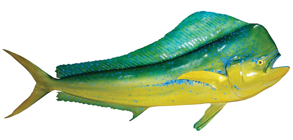 Дорадо Mahi Mahi