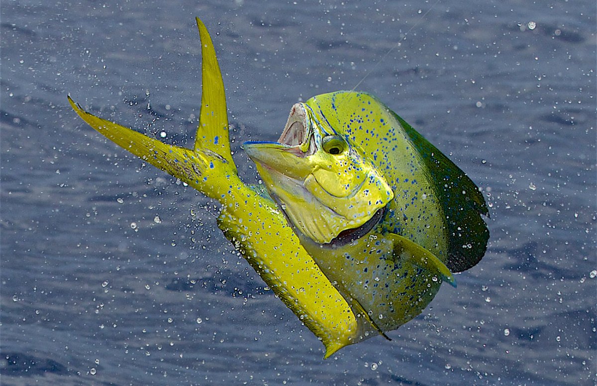 Морская рыба Mahi-Mahi