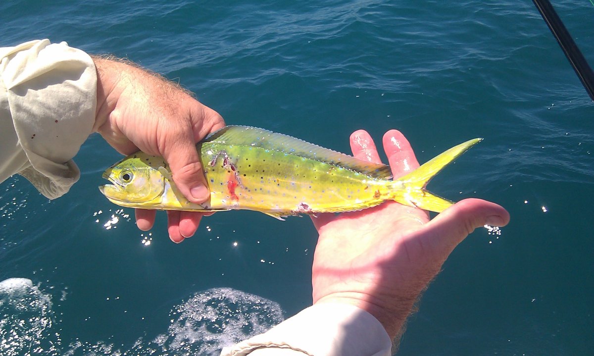 Mahi Mahi рыба