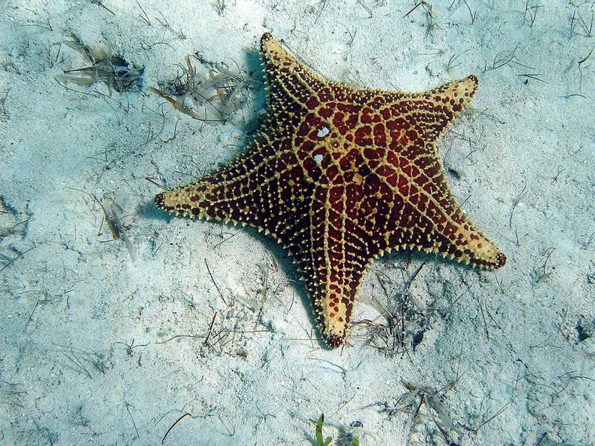 Шестиконечная морская звезда
