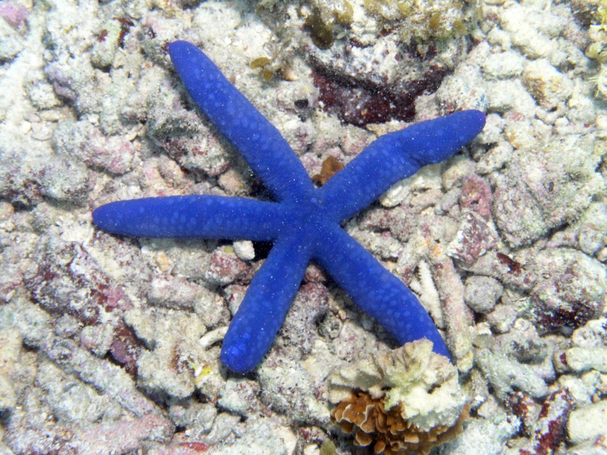 Linckia laevigata