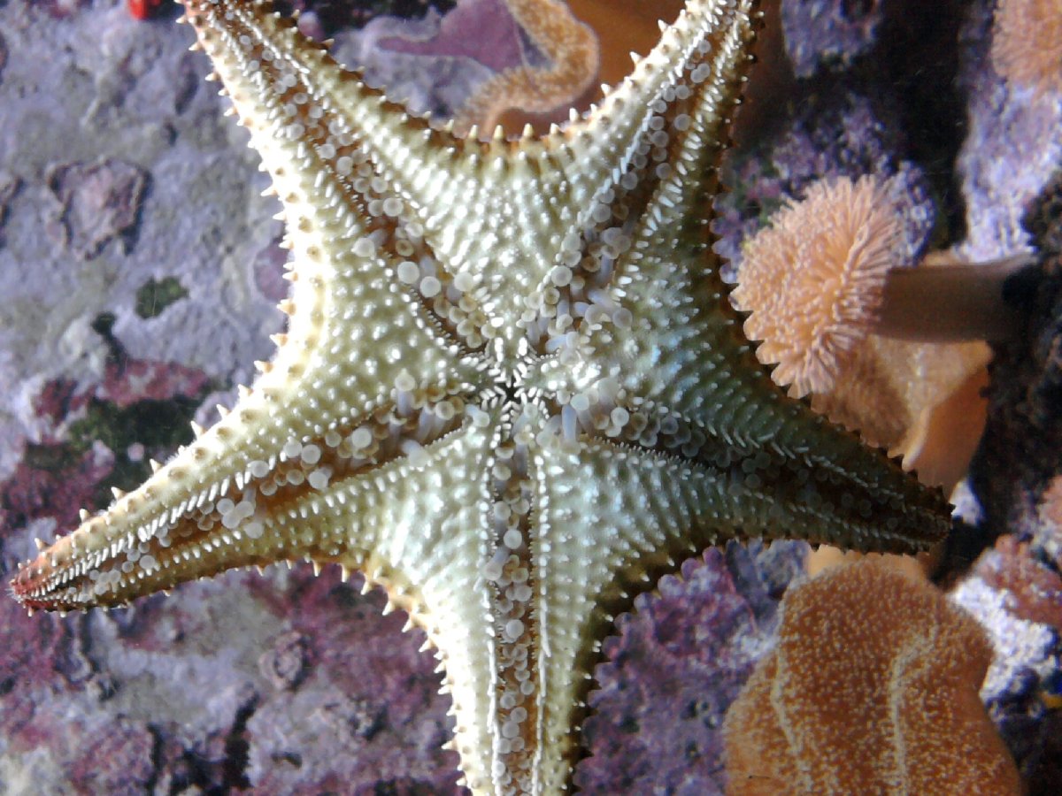 Иглокожие Echinodermata
