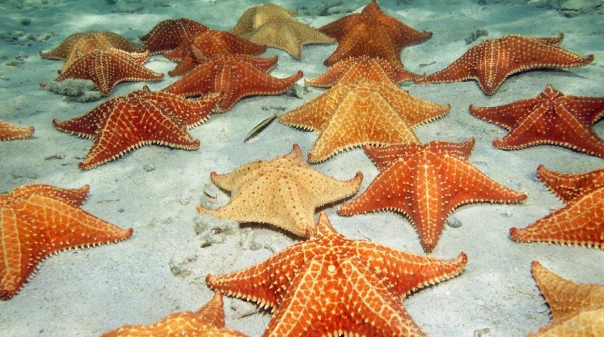 Королевская морская звезда