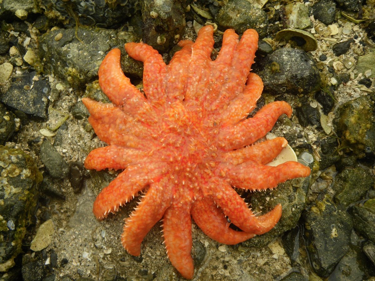 Pycnopodia helianthoides