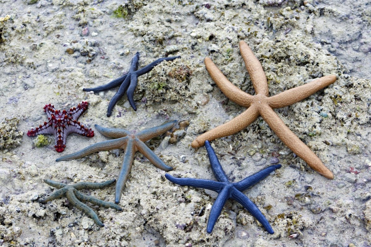 Морская звезда Marthasterias glacialis