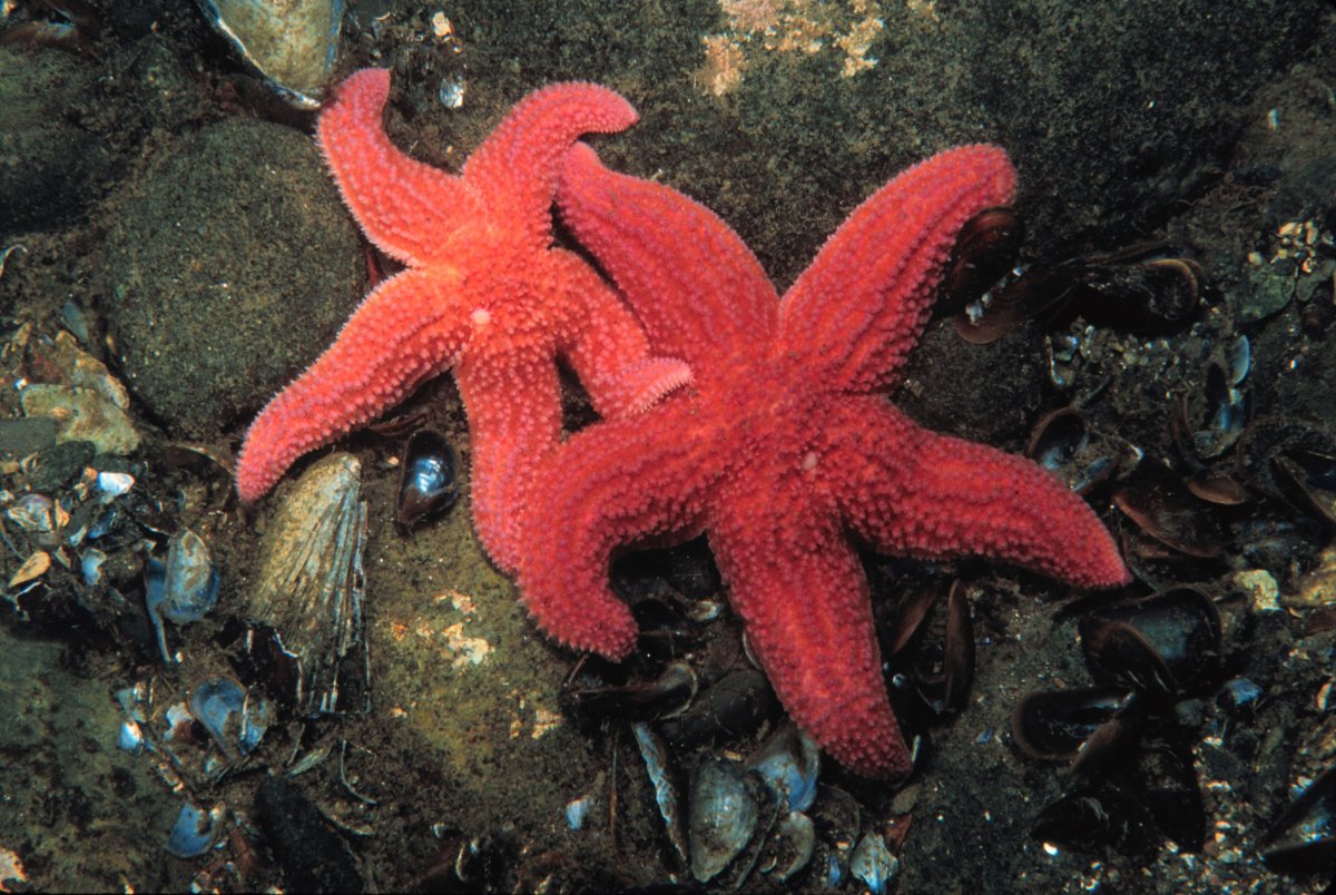 Алая морская звезда