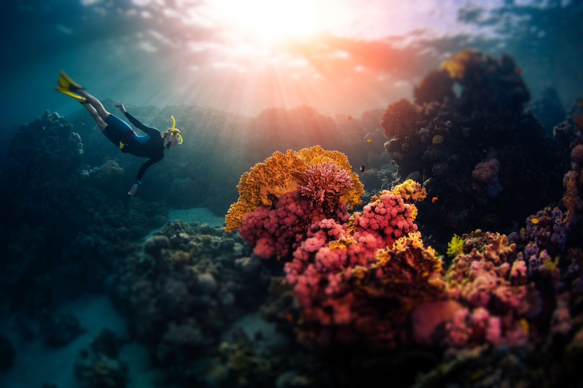 Красота красного моря