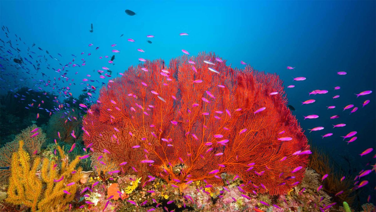Coral Reef, Solomon Islands