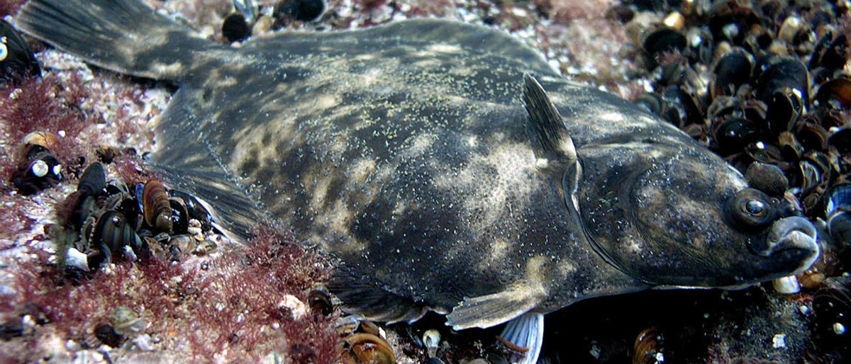 Рыбы Балтийского моря