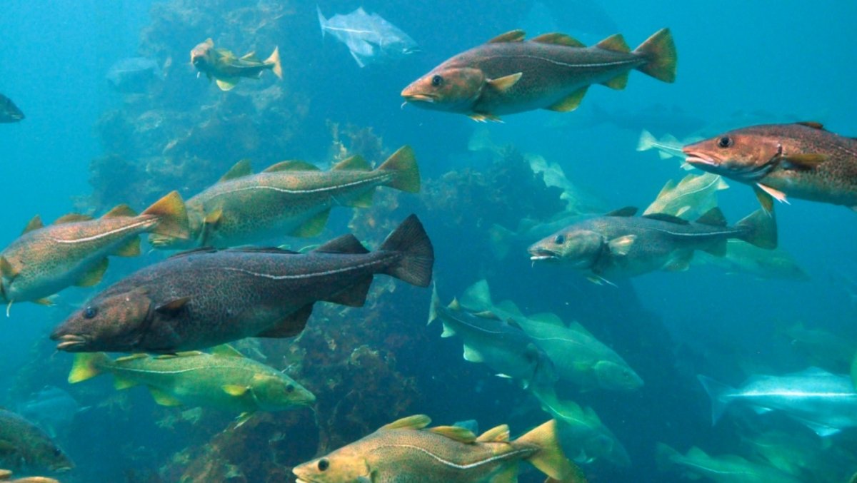 Рыбы Охотского моря