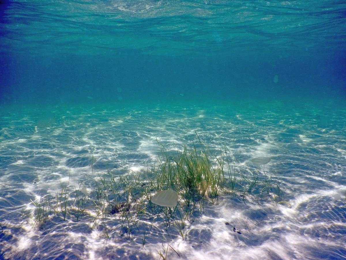 Подводный мир черного моря