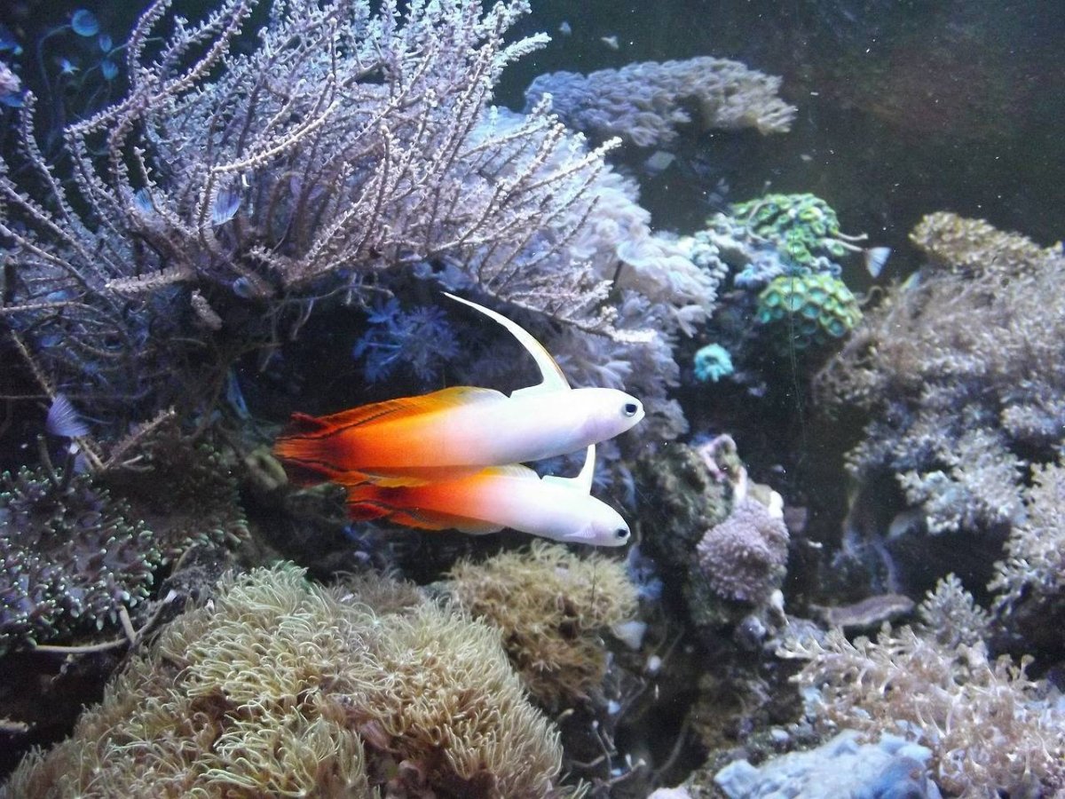 Рыбы морские Пресноводные и аквариумные