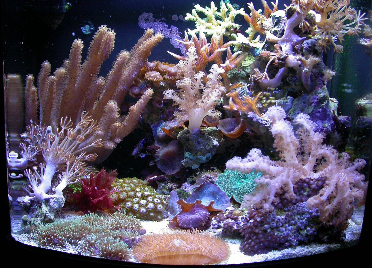 Мягкий риф морской аквариум