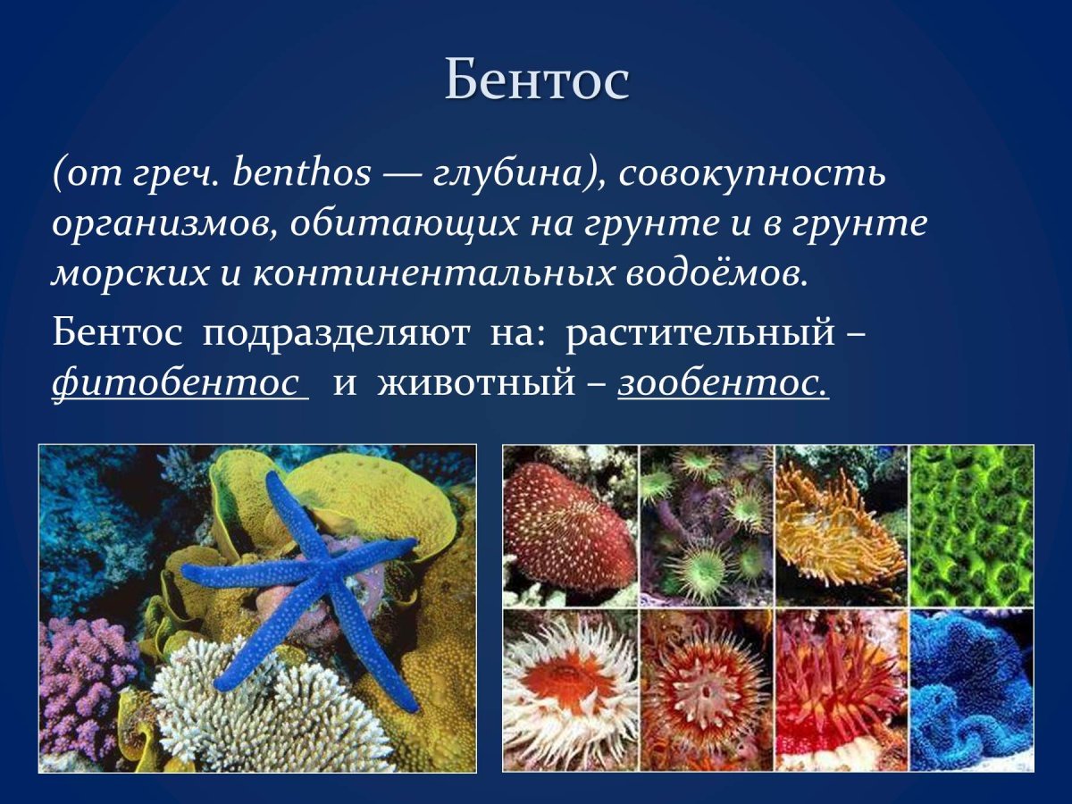 Организмы мирового океана бентос