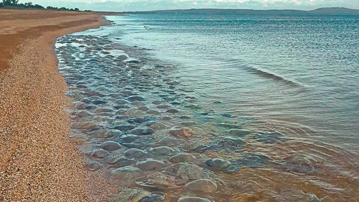 Медузы в Азовском море Щелкино 2021