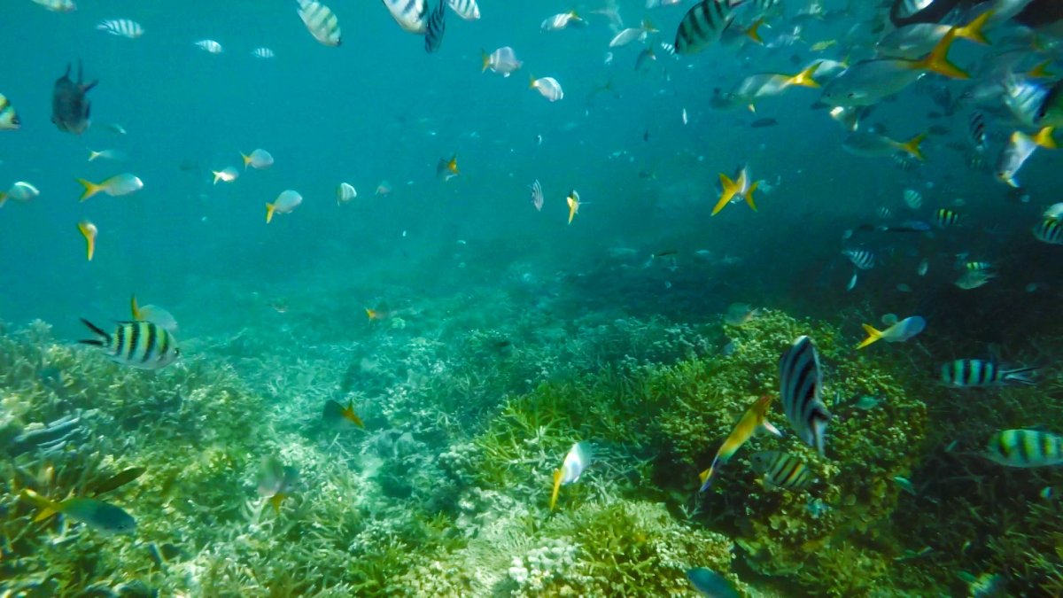 Рыбки Карибского моря